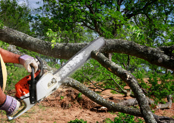 Best Large Tree Removal  in Sleepy Hollow, CA